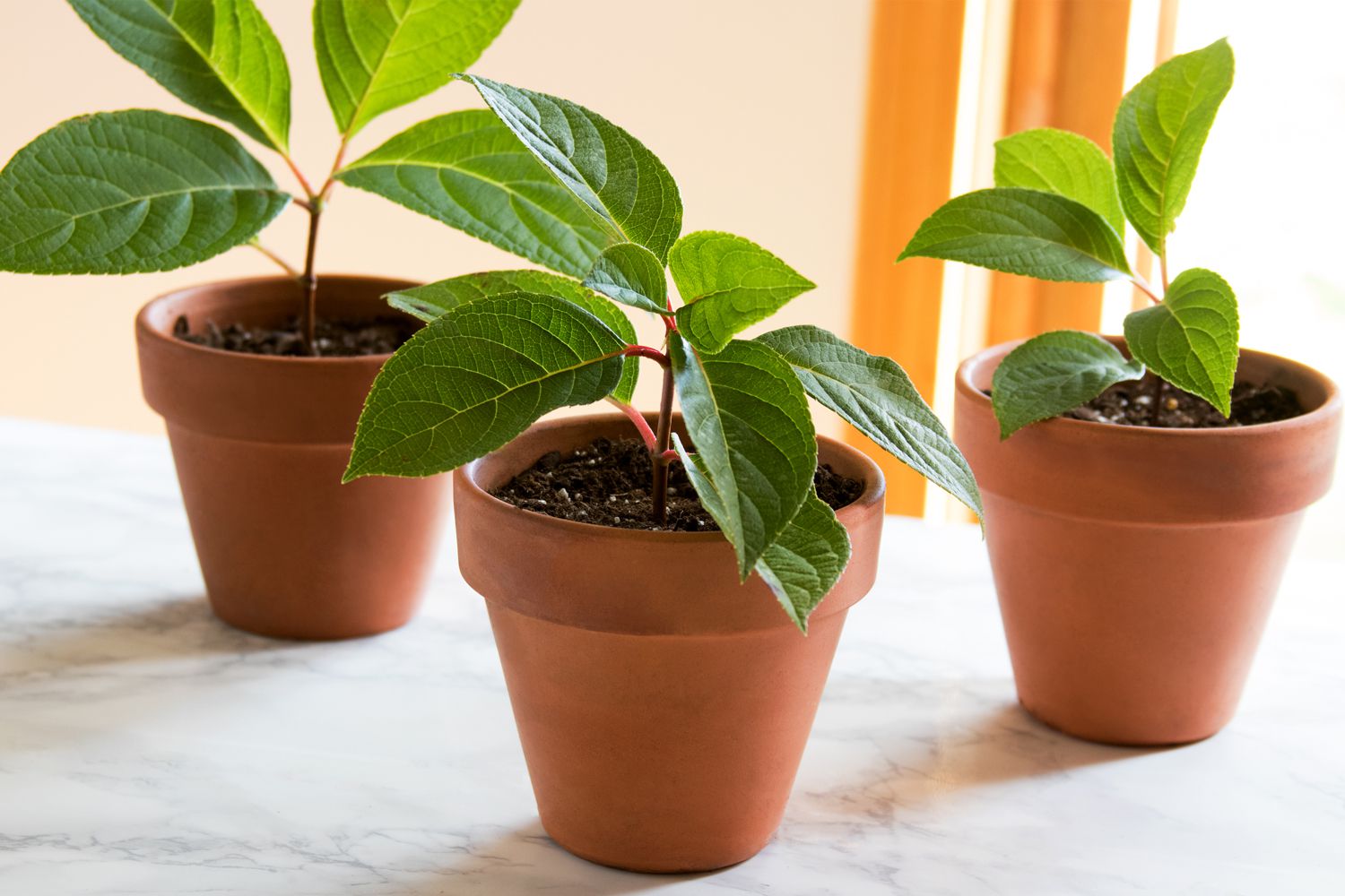 Growing Plants from Your Groceries