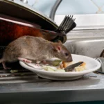 Rat Removal Sydney