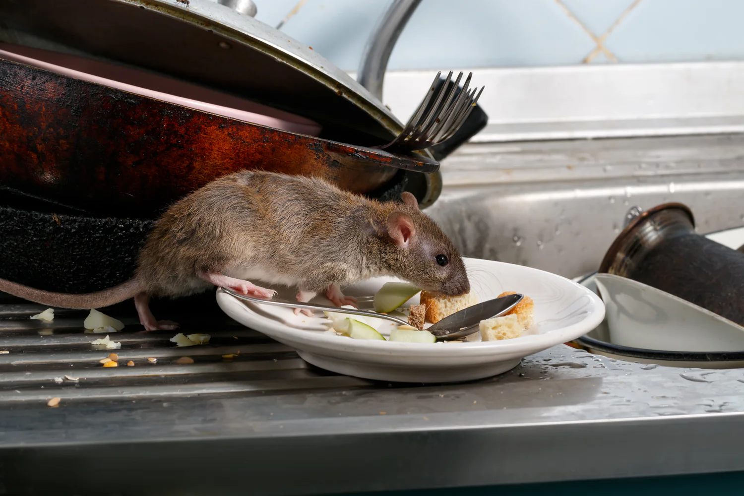 Rat Removal Sydney: When to Call a Professional Exterminator