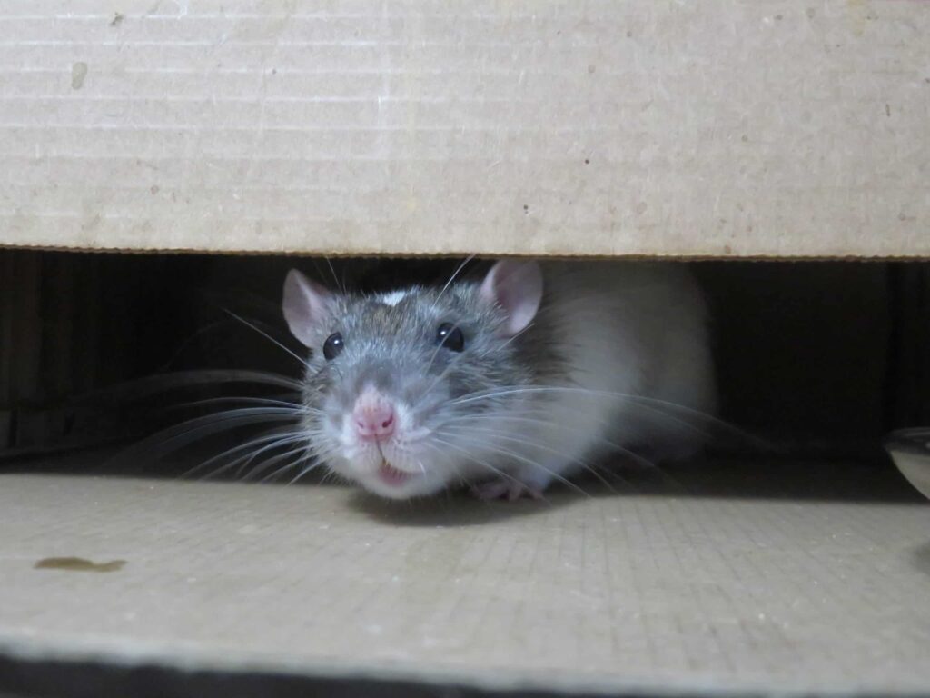 Rat Removal Sydney