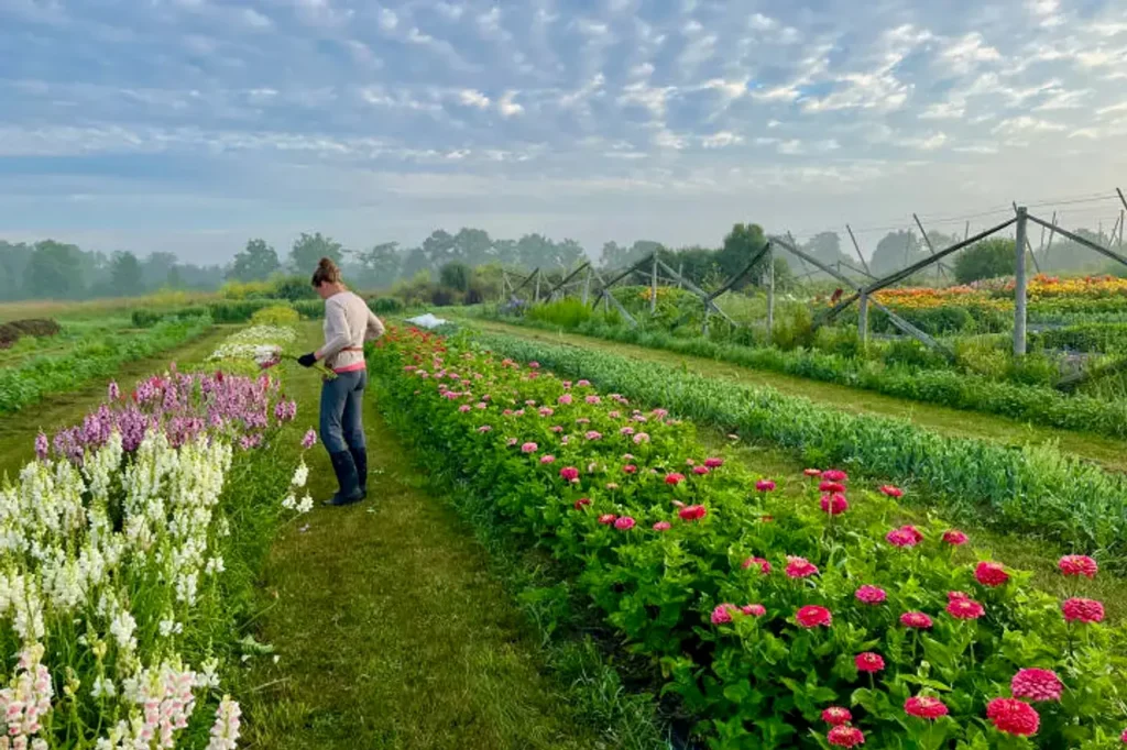Longueville Florist: Flowers for a Quiet Waterfront Suburb

